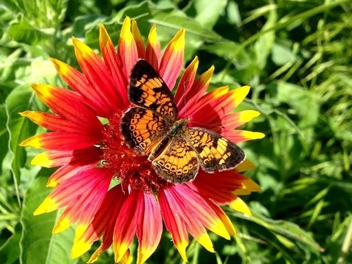 Native Texas Butterfly House & Garden
